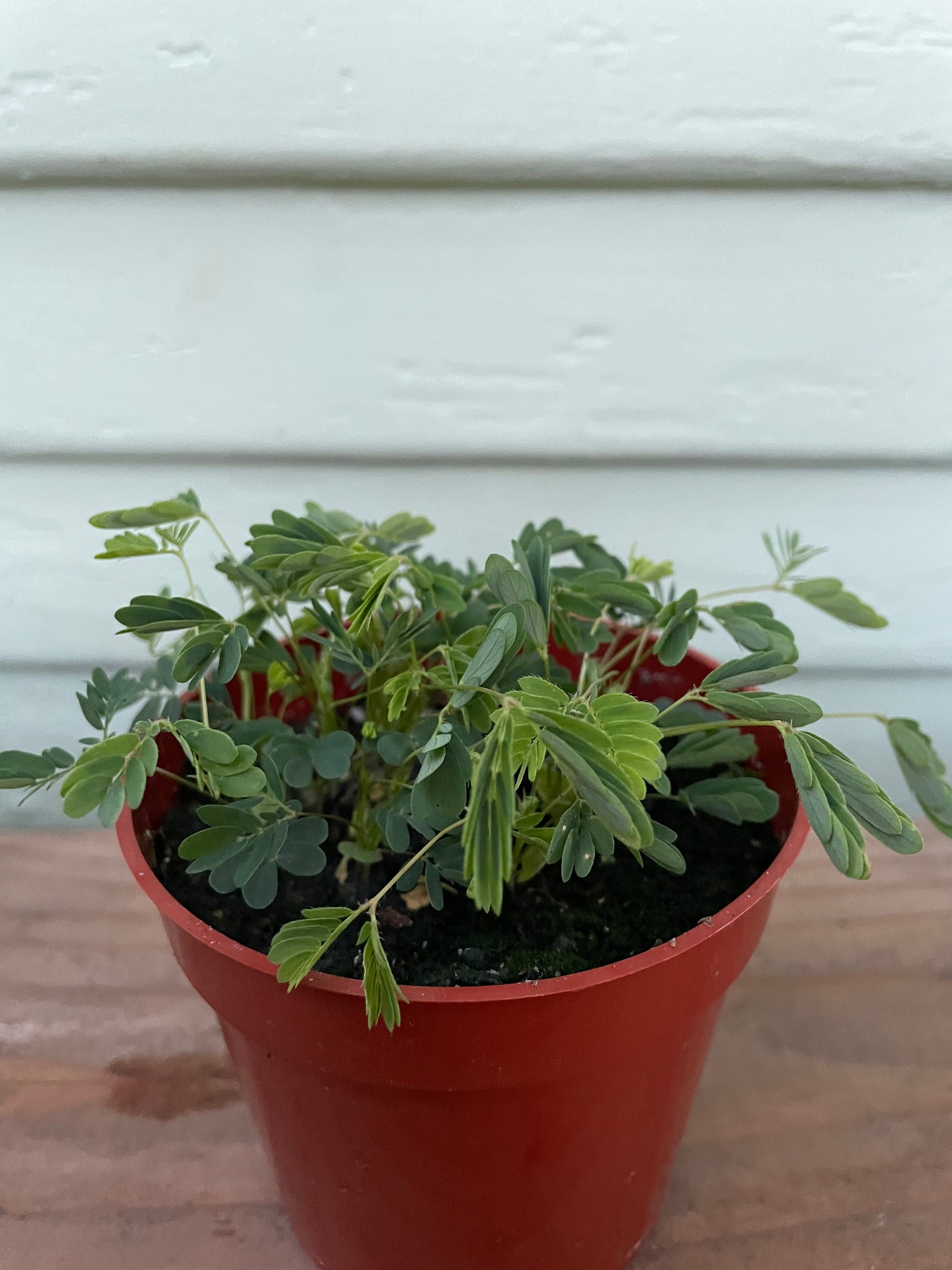 mimosa pot plant Mimosa pudica - The Sensitive Plant