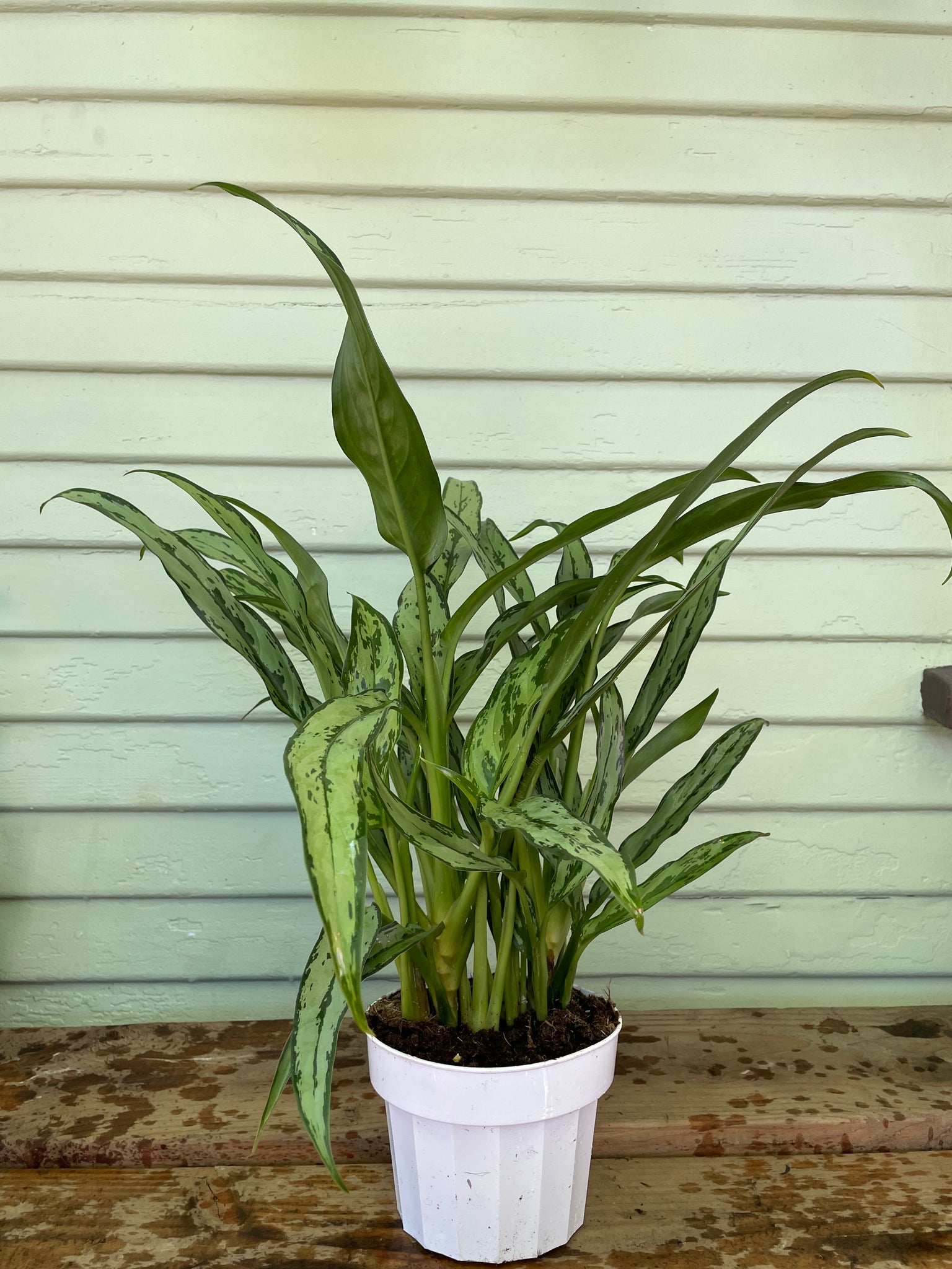 white stem cutlass aglaonema Chinese Evergreen