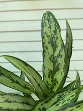 Load image into Gallery viewer, Chinese Evergreen - Cutlass