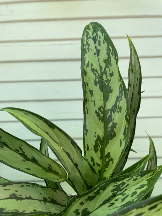 Chinese Evergreen - Cutlass