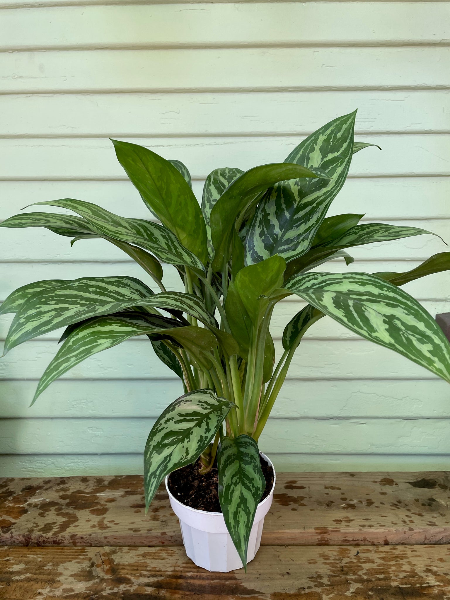 aglaonema maria vs tigress Chinese Evergreen