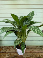 Load image into Gallery viewer, Chinese Evergreen - Tigress
