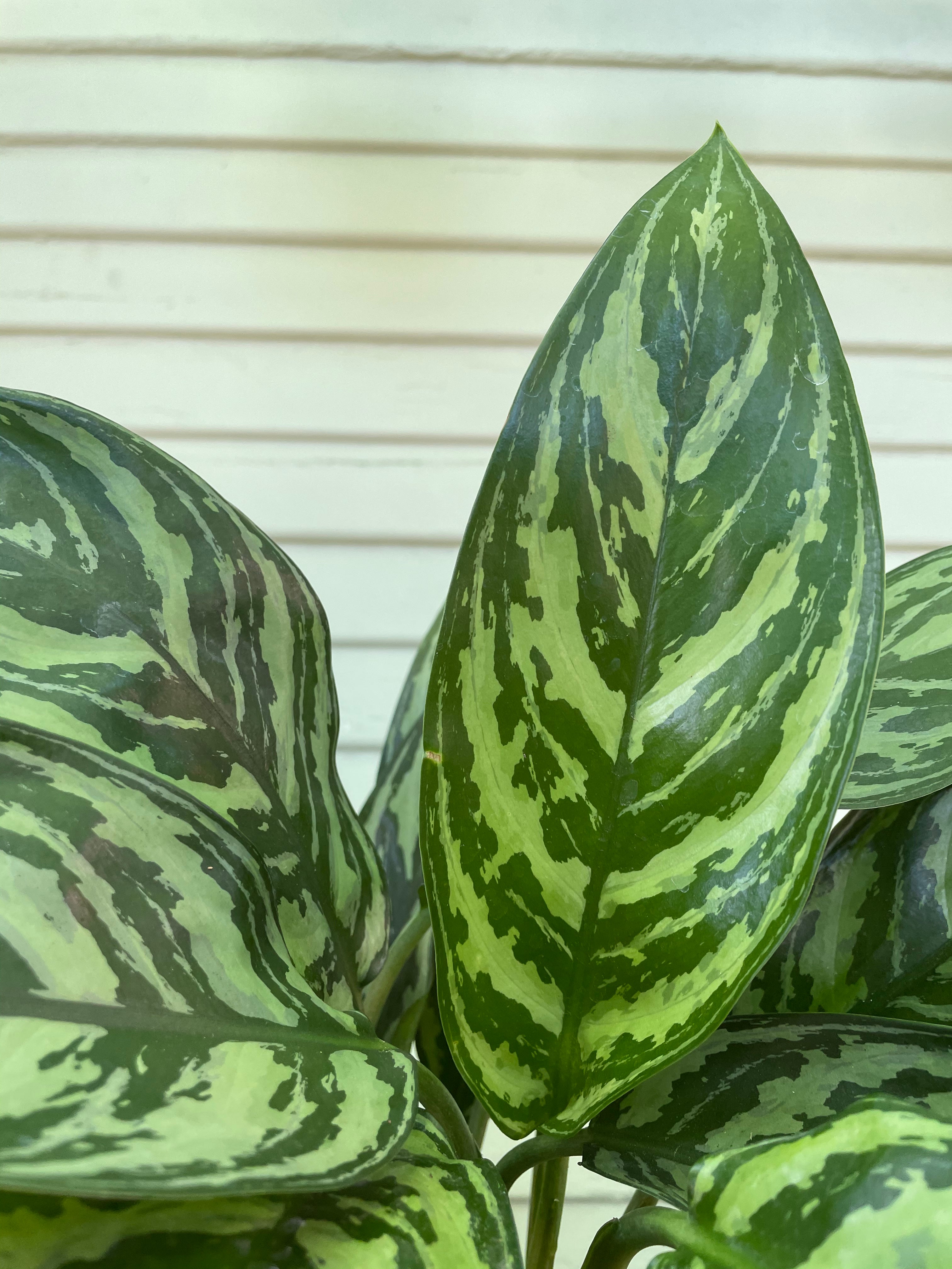 Aglaonema | Tigress | Mickey Hargitay Plants