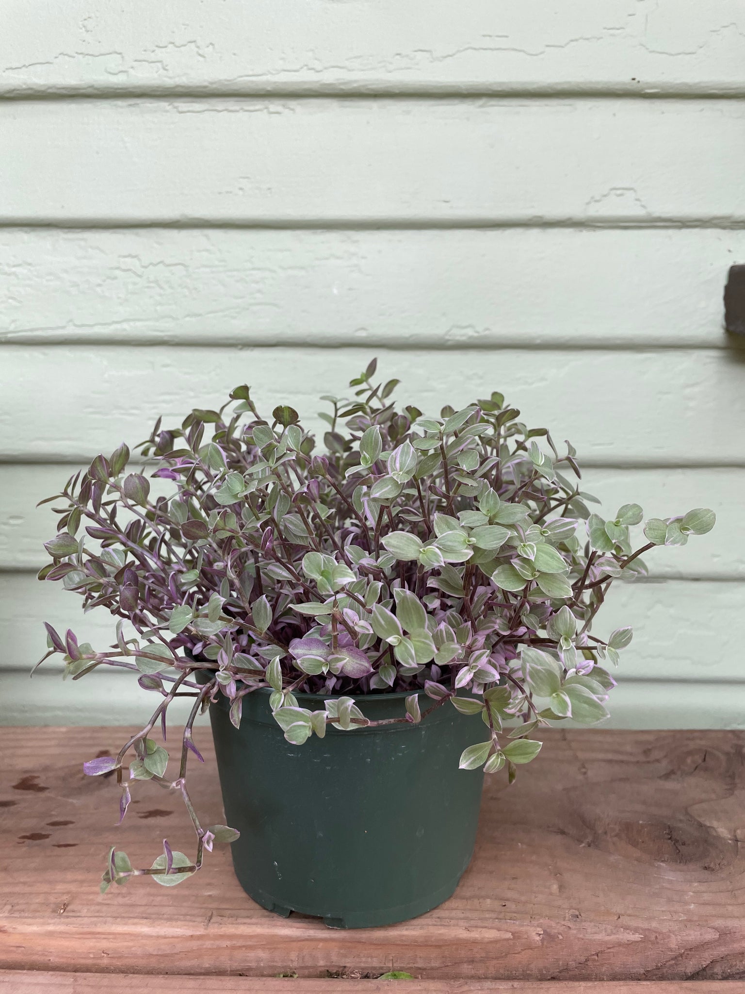 pink panther house plant Tradescantia Pink Panther