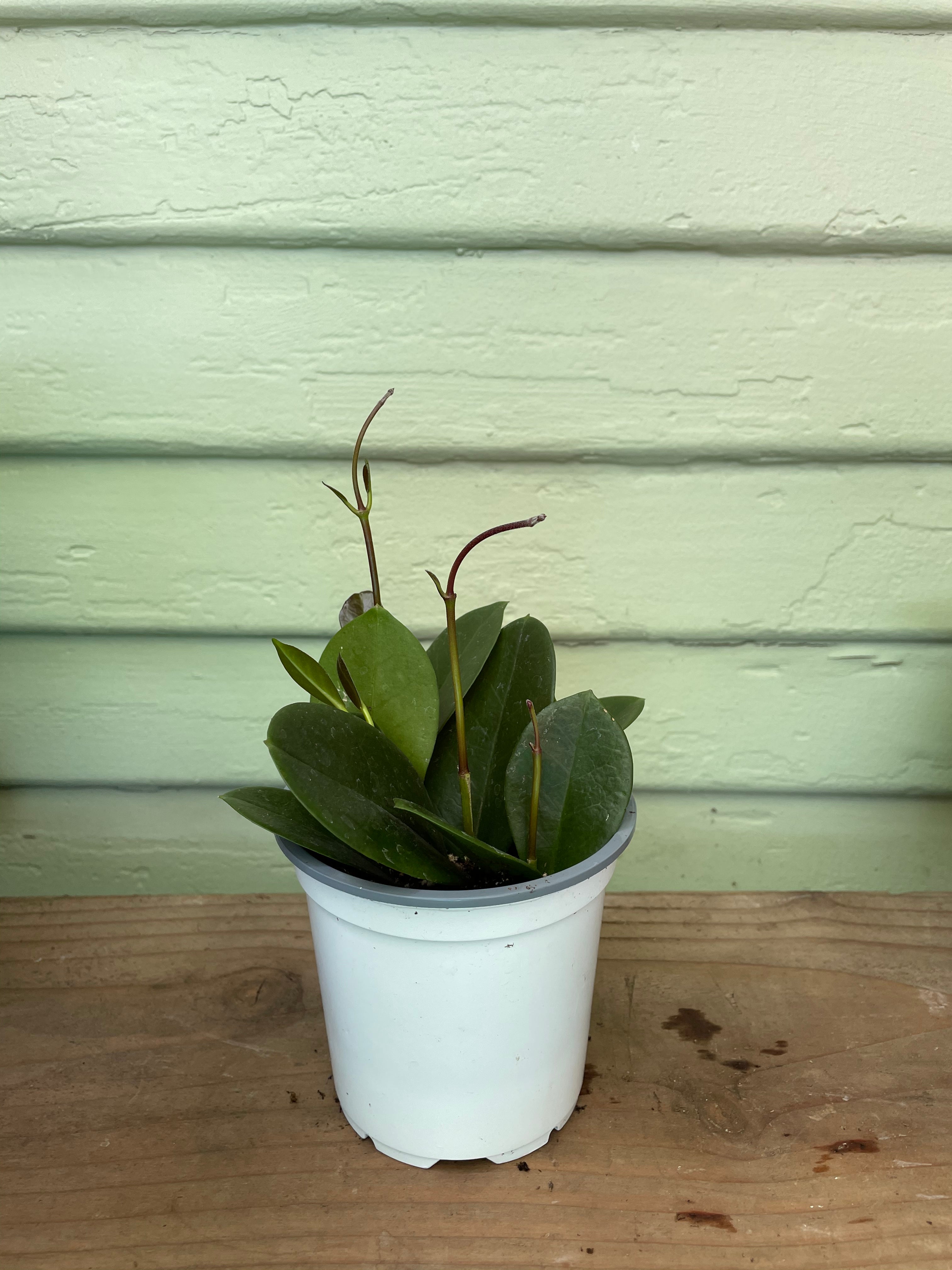 Hoya australis | Wax Flower | Mickey Hargitay Plants