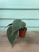 Load image into Gallery viewer, Philodendron micans