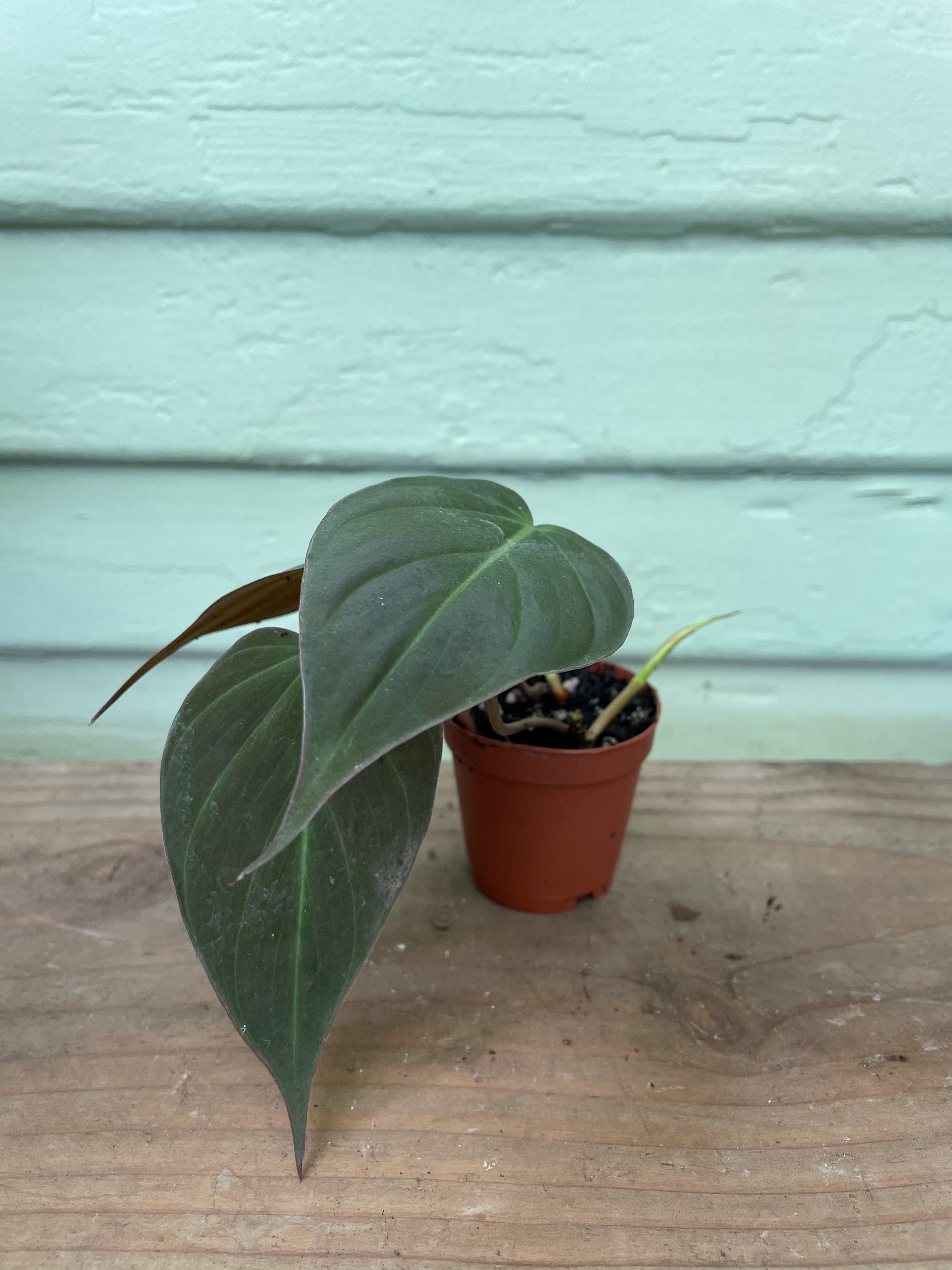 Philodendron micans