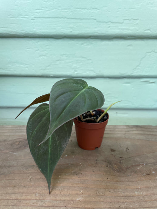 Philodendron micans