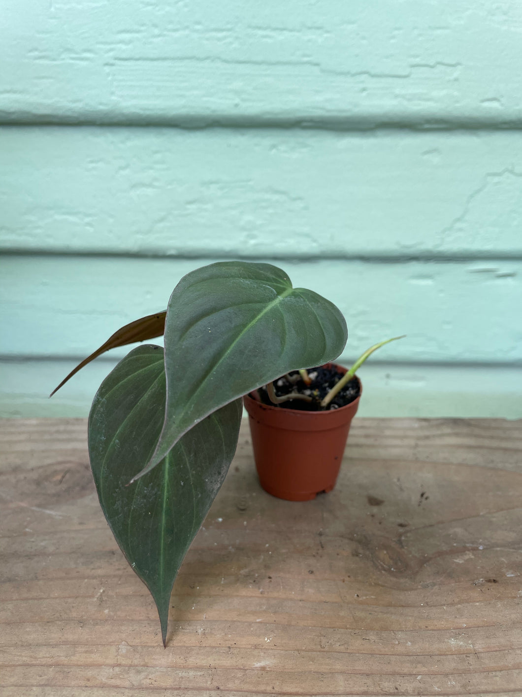 philodendron micans pet safe Philodendron micans