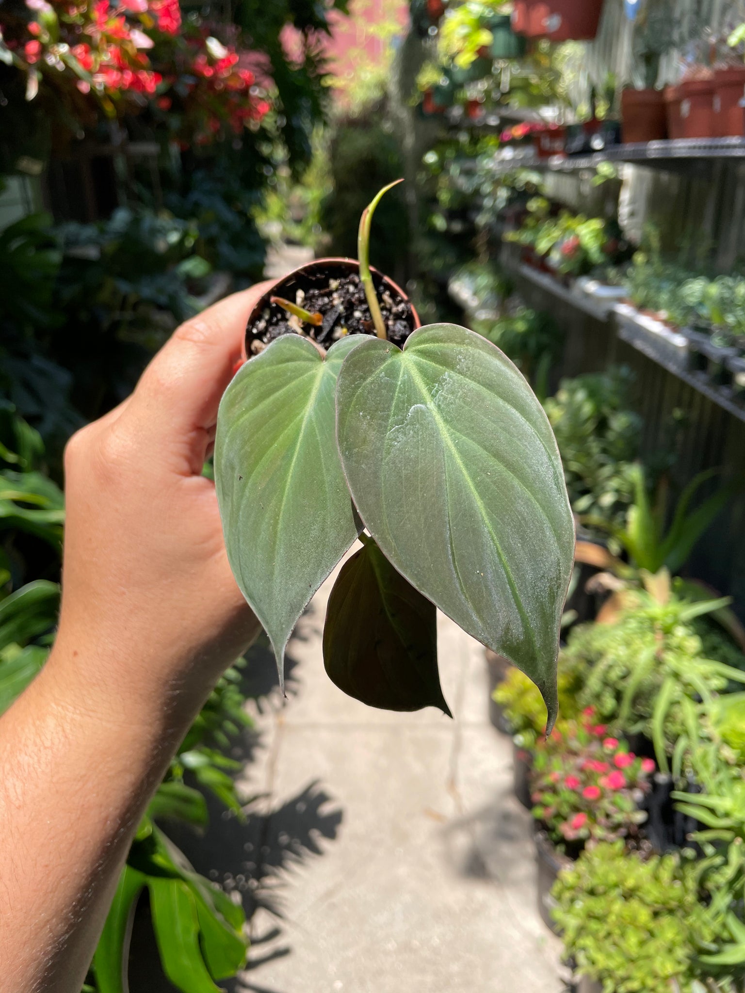 philodendron micans pet safe Philodendron micans