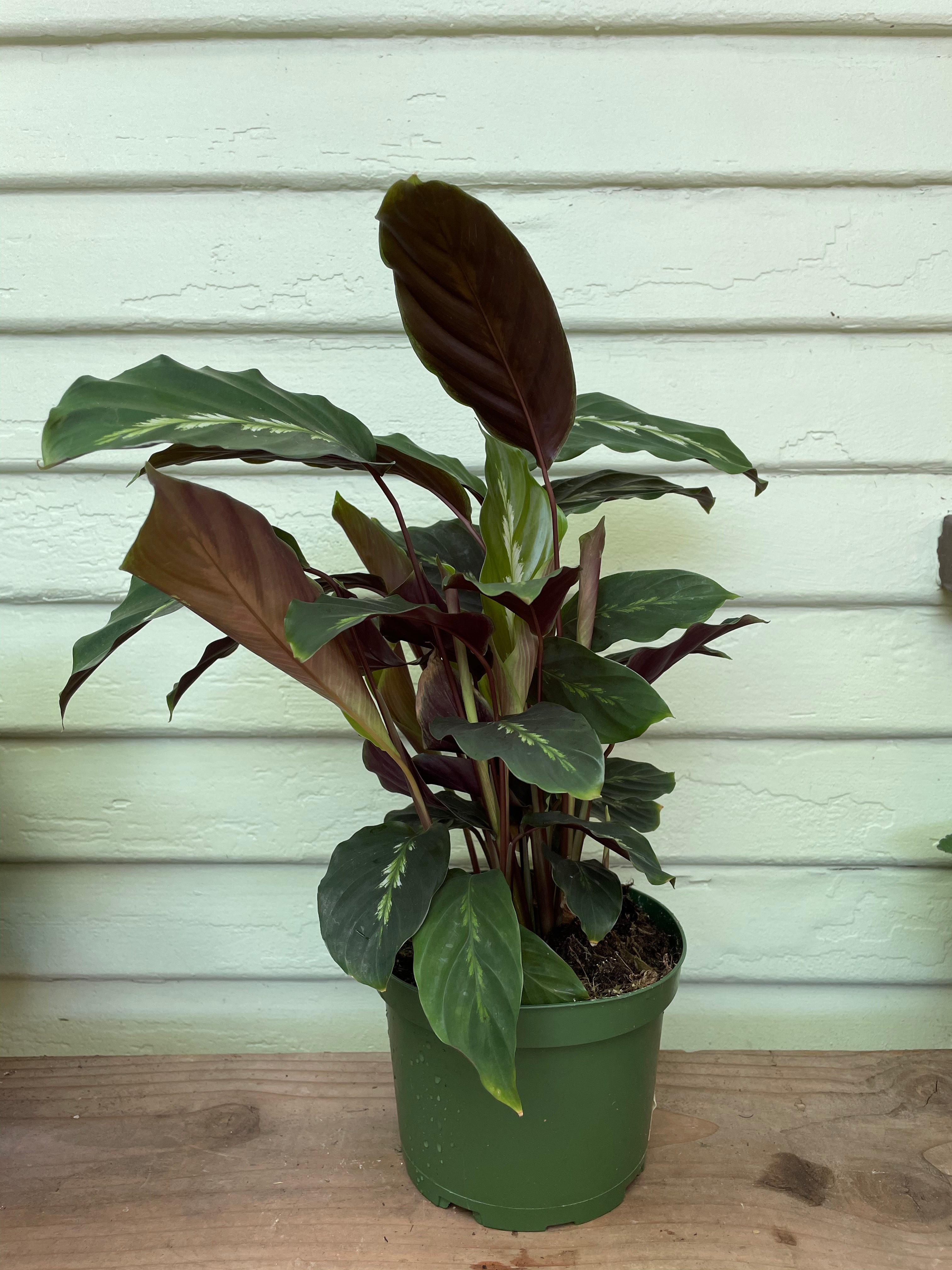 Calathea Maui Queen