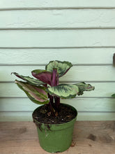 Load image into Gallery viewer, Calathea &#39;Version 2&#39; Medallion