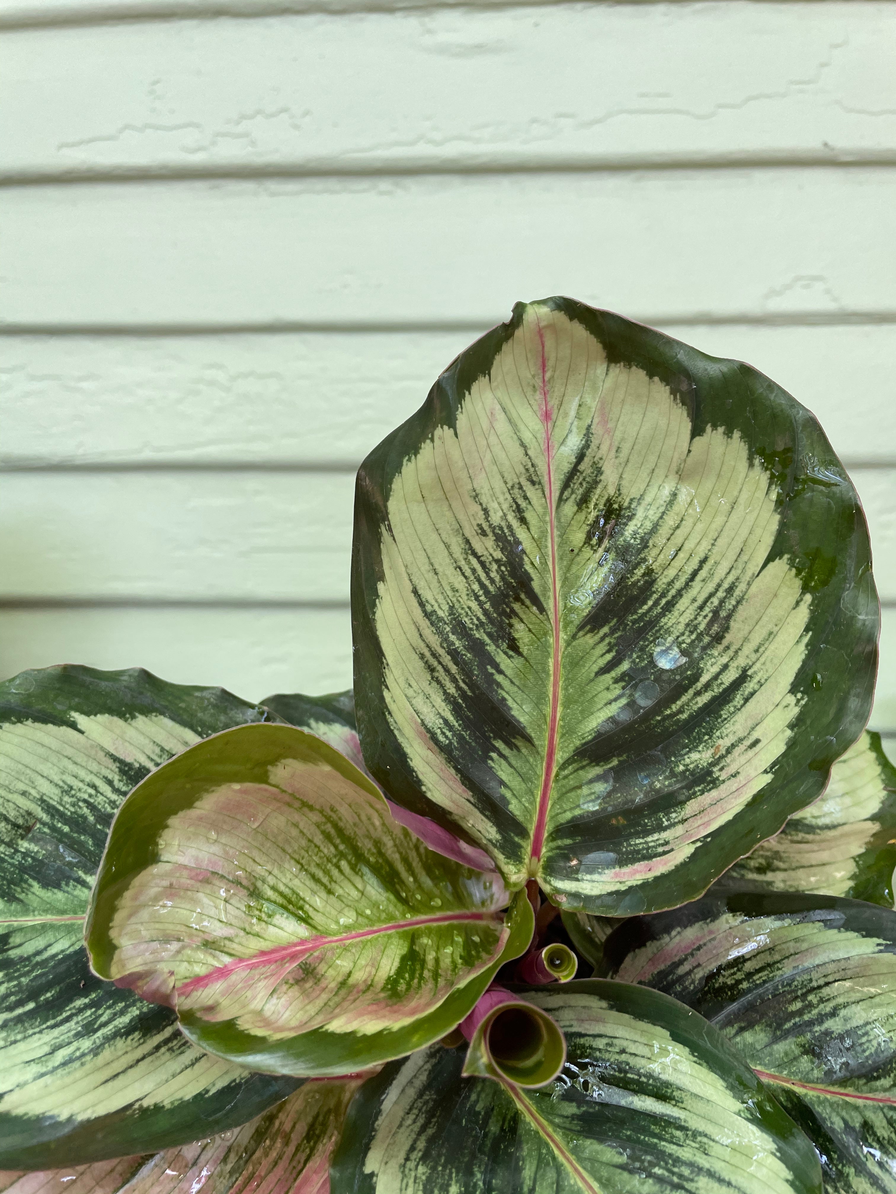Calathea Medallion 'Version 2'