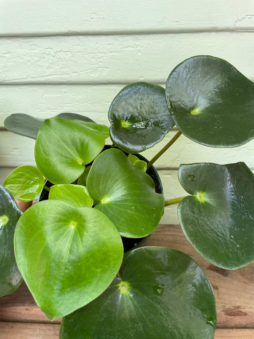 Peperomia polybotrya