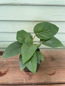 Ficus brandegeei - Cape Fig
