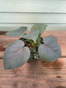 Ficus petiolaris - Rock Fig