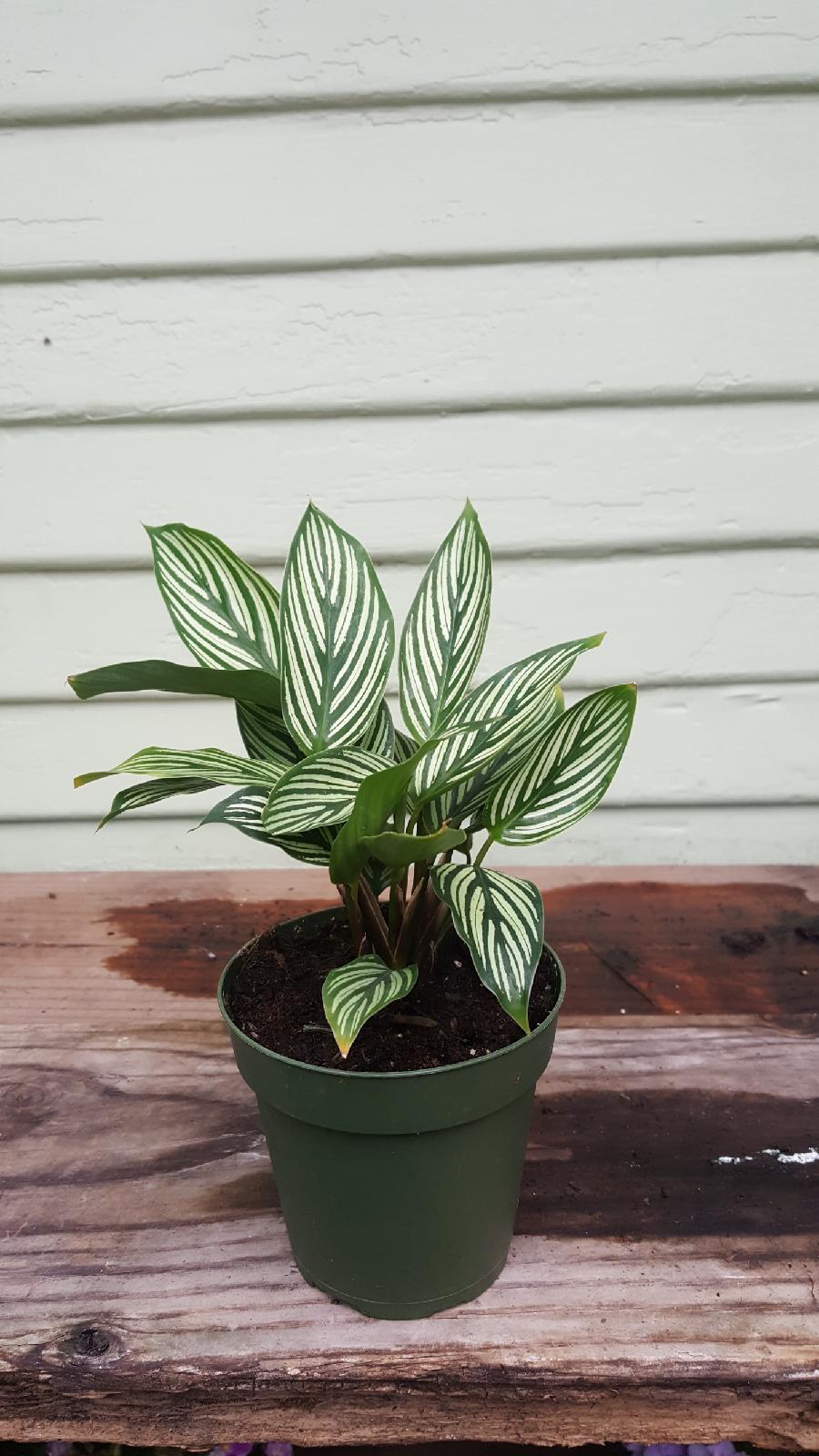 Calathea Vittata