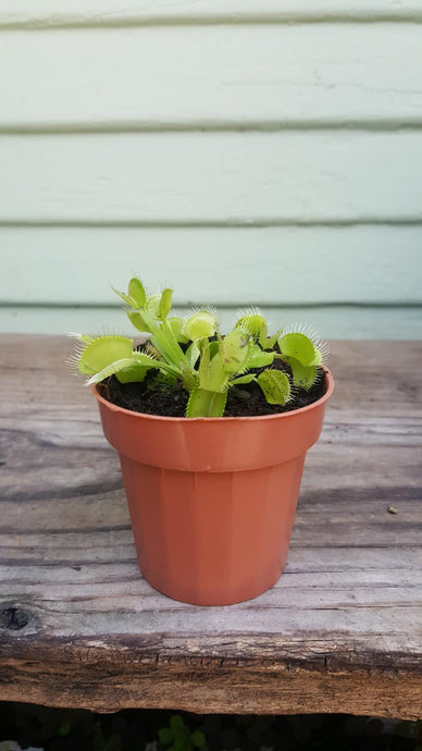 Venus Fly Trap