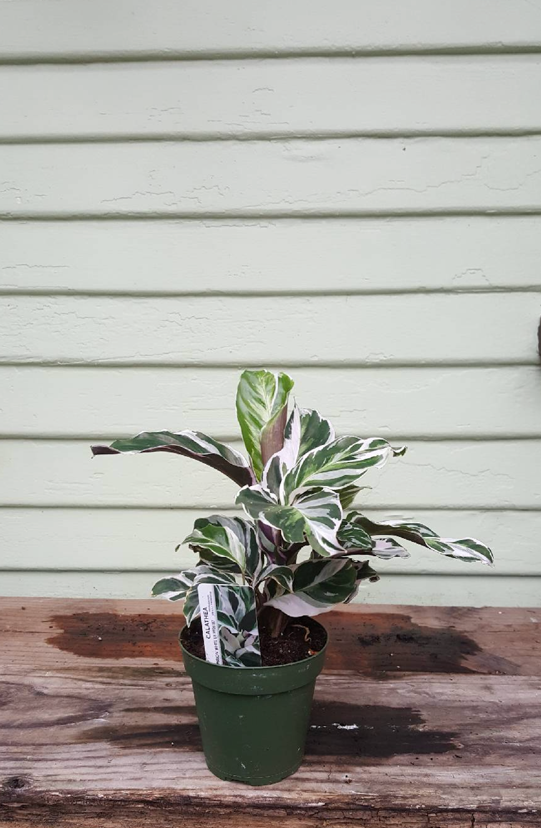 Calathea White Fusion