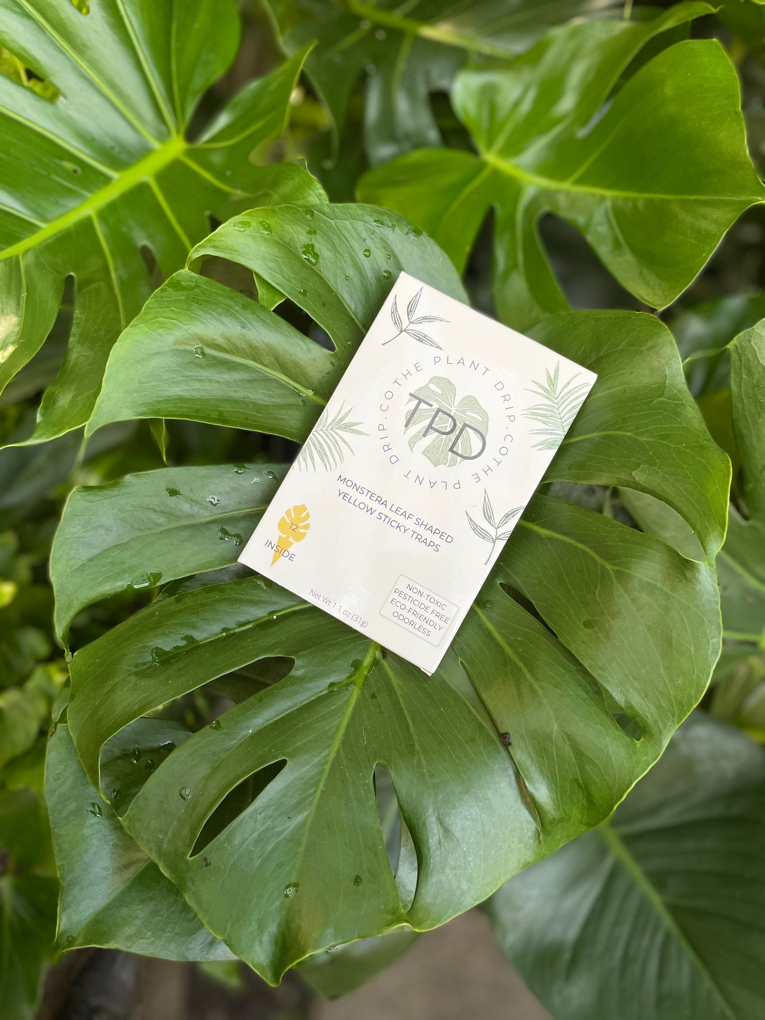indoor plant sticky leaves TPD Monstera Shaped Yellow Sticky Traps