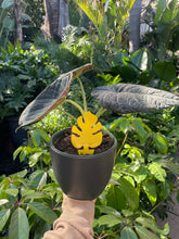 Load image into Gallery viewer, TPD Monstera Leaf Shaped Yellow Sticky Traps