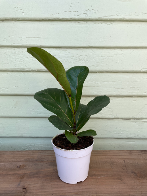 Fiddle Leaf Fig - Little Sunshine