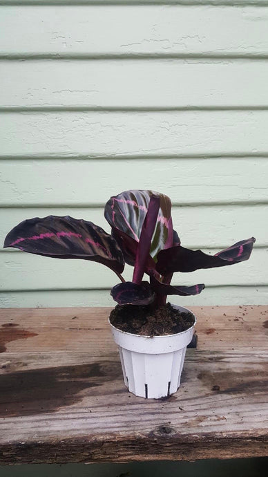 Calathea Dottie