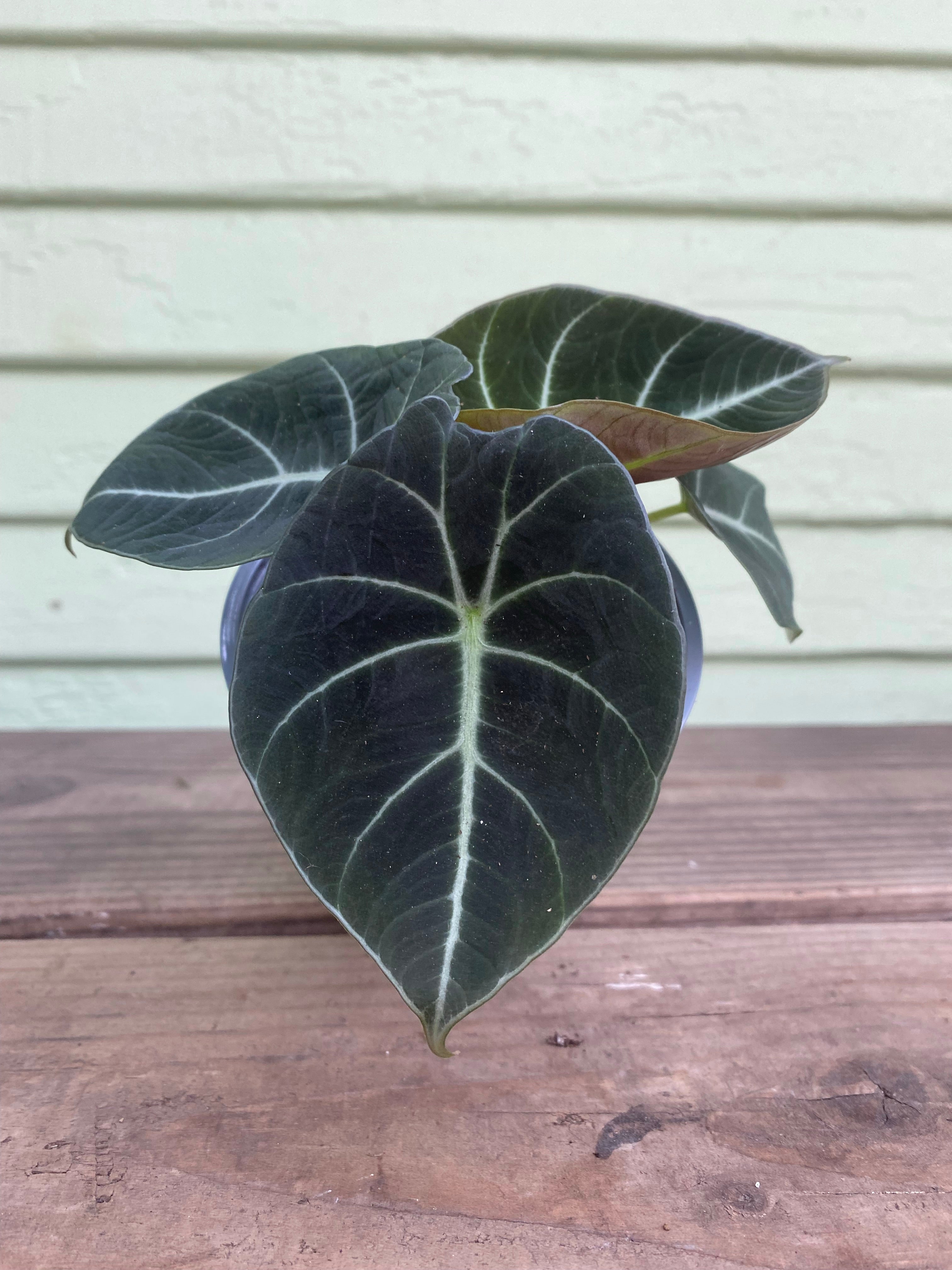 black velvet elephant ear plant Alocasia Black Velvet - Live Plant in a 6 Inch Pot - Alocasia Reginula 'Black Velvet'