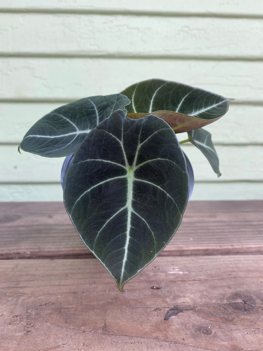 Alocasia Black Velvet