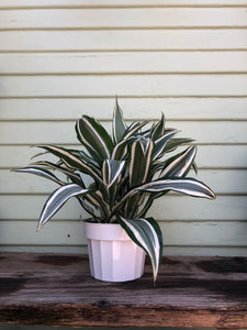 dracaena white bird care Dracaena White Bird