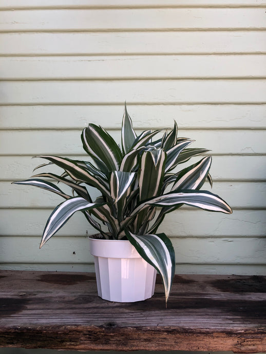 Dracaena White Bird