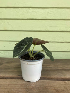 velvet elephant ear succulent Alocasia Black Velvet