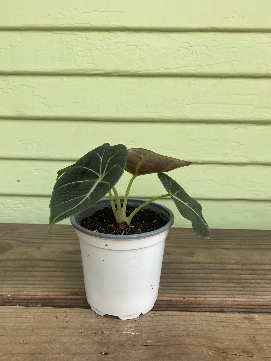 alocasia elephant ear plant indoor Alocasia Calidora | Elephant Ear Plant