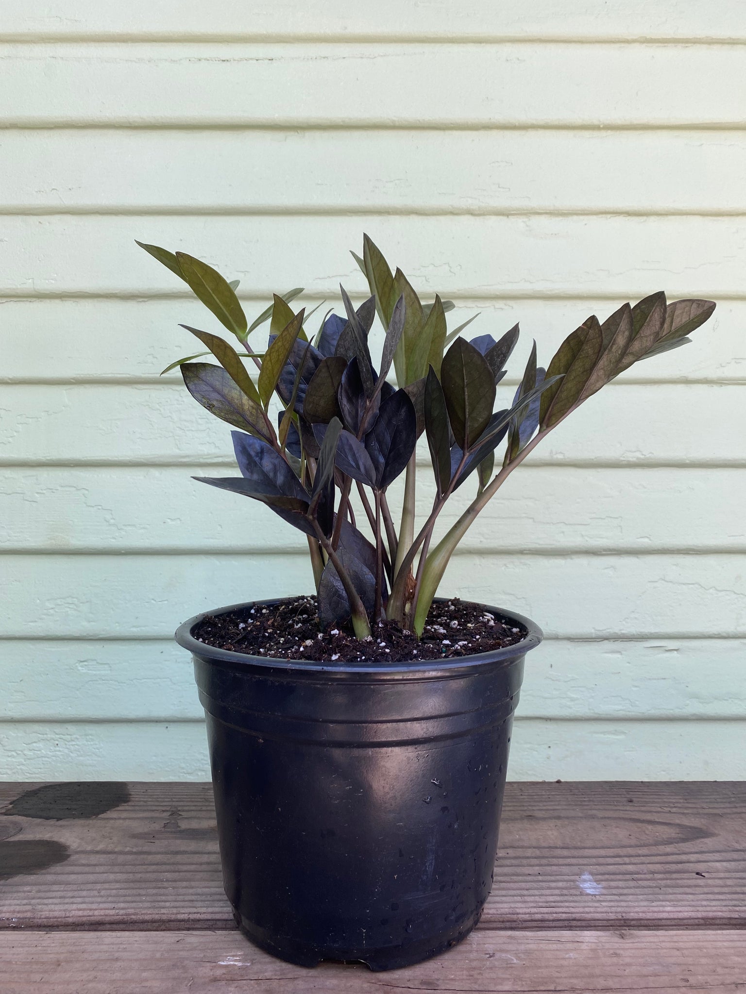 midnight zz plant Zamioculcas Zamiifolia | ZZ Raven Plant