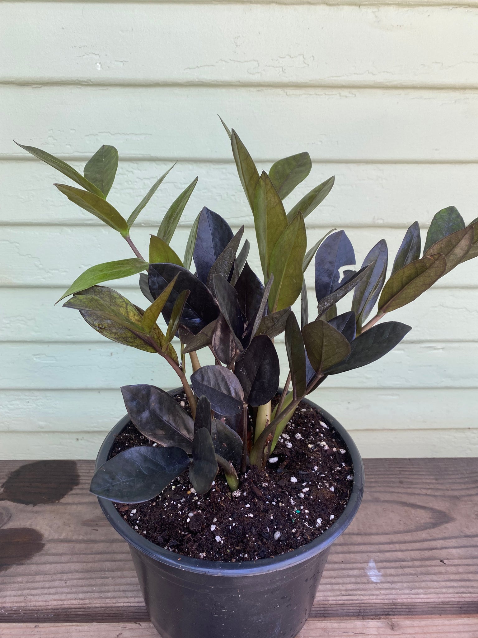 raven zz plant lowe's Zamioculcas Zamiifolia | ZZ Raven Plant