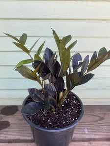 raven zz plant for sale usa Zamioculcas Zamiifolia | ZZ Raven Plant