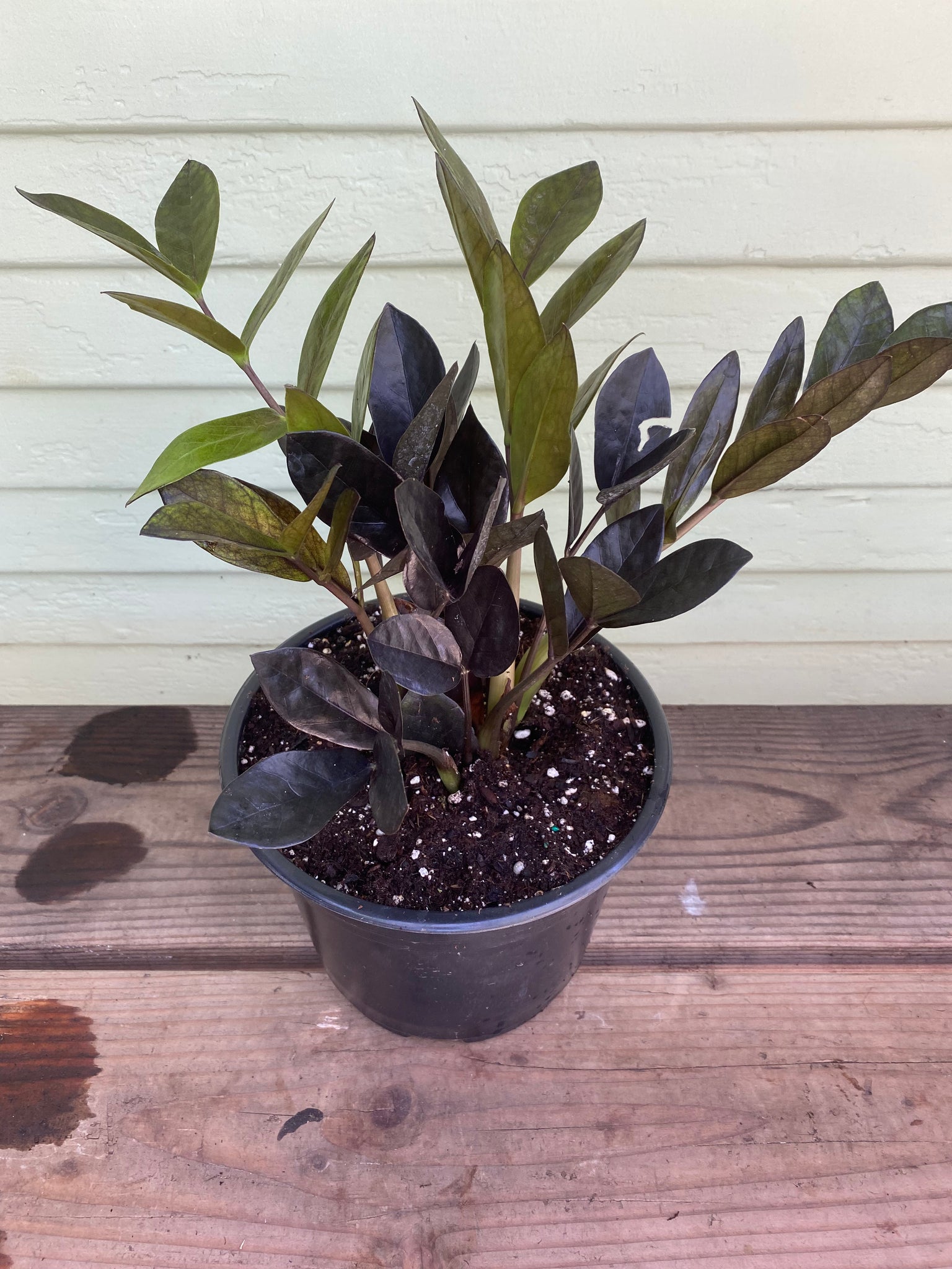 zz raven plant Zamioculcas Zamiifolia | ZZ Raven Plant