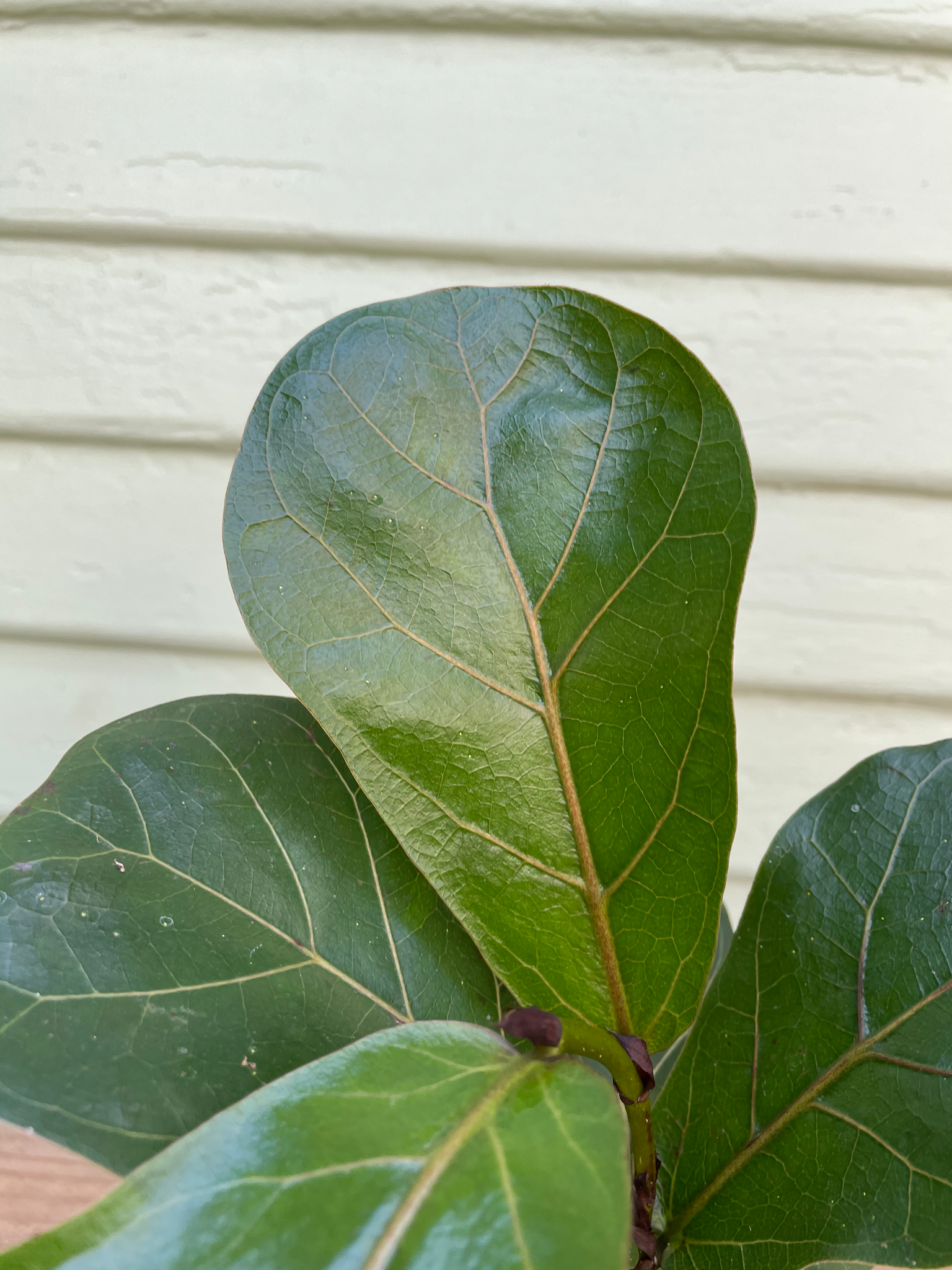 little sunshine fiddle leaf fig Fiddle Leaf Fig